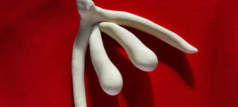 Klitoris, synlig og usynlig